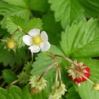 イチゴ,ワイルドストロベリーの画像