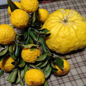 柚子,獅子柚子(鬼柚子)の画像
