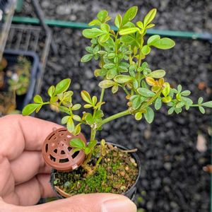 八重咲き黄梅,盆栽,ミニ盆栽,盆栽苗木,まめ盆栽の画像