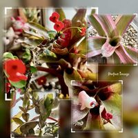 ハナキリン,ネオレゲリア・ファイヤーボール,ネオレゲリア,キュンキュン♡,ピンク❤︎ピンクの画像