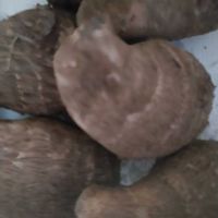 サトイモ,金魚草,里芋,黄色い花,今日のお花の画像