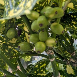 エノキ,トウネズミモチ(唐鼠黐),アオキ(青木),・ユリノキの果実,マンションの庭での画像