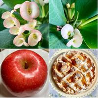 ハナキリン,ハナキリン,リンゴ,リンゴ,白い花の画像