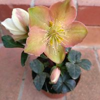 クリスマスローズ,クリスマスローズ,サトイモ,里芋,クリスマスローズの花の画像