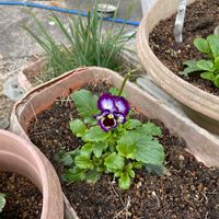 トレニアの画像