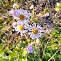 ヒメジョオン,おてんば姫,土手フェチの画像