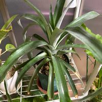 パイナップル,長崎,みどりのある暮らし,GS日和,リビング・ダイニングの画像