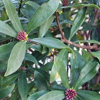 ハーデンベルギア,沈丁花(じんちょうげ),花のある暮らし,私の癒し,今年もありがとうの画像