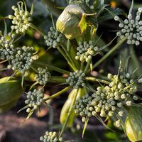 アシタバの画像