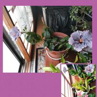 ルピナス,オンシジューム,朝日。,ハイビスカス　ケイト,ハイビスカス　ケイトの画像