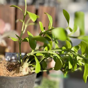 ブルビネ属　メセンブリアントイデス,アリの巣玉,ヒドノフィツム パプアナム,メセン　ブリアントイデス,798円の画像