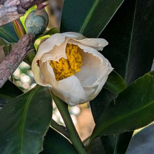 タイワンツバキの画像