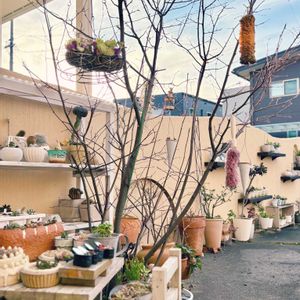 ジューンベリー,庭木,シンボルツリーの画像