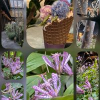 サザンカ,バラ,ホトトギス,タケ,御所東にて…の画像