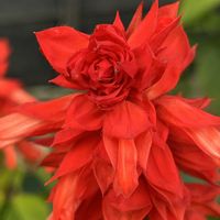 サルビア,真っ赤な火曜日,べらぼうな仲間たちの画像