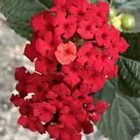 ランタナ,ワイヤープランツ,黒法師,ビオラ・ももか,里芋の画像