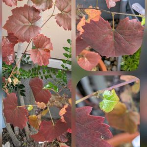 タツナミソウ,サトイモ,イロハモミジ,コハコベ,エビヅルの画像