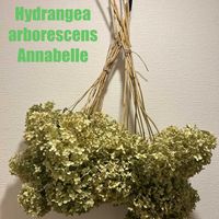 アナベルの画像