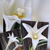 サザンカ,サザンカ,ビオラ,金魚草,テッポウユリの画像