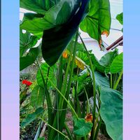 サトイモ,サトイモ,里芋,里芋の葉っぱ,里芋（赤芽大吉）の画像