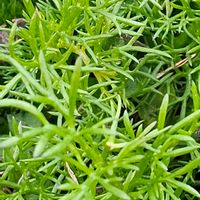 カモミールの画像