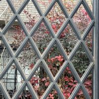 カシワバアジサイ,ナンテン,南天(なんてん),COCO’s リース&スワッグ,小さな庭　2025.12月の画像