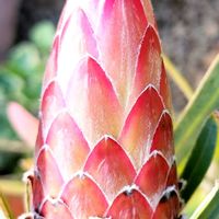 プロテア,プロテア ジュリエット,プロテア ピクシー,プロテア スサラ,プロテア オーストラリスアイスの画像