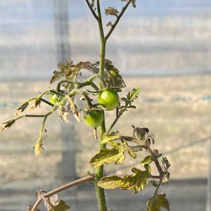 ミニトマト,小さな幸せ♡,いつも、いいね!ありがとうございます(*´`)♡,ウキウキわくわく♪,いつも見てくれてありがとうございます❣️の画像