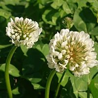 クローバーの画像