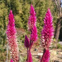 ケイトウの画像