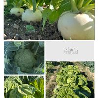 カブ,ブロッコリー,キャベツ,白菜,癒しの画像