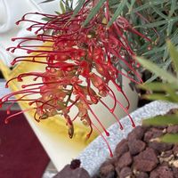 グレビレアの画像