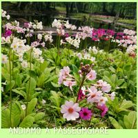 クリンソウ,みんな元気で！,ゆるくたのしく,花友さんに感謝♡,チーム魔女っ子の画像