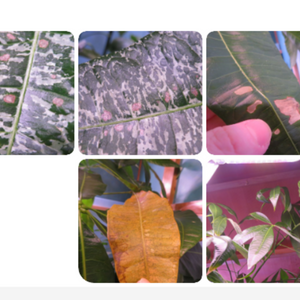 パキラ,観葉植物,癒し,水やり,インテリアグリーンの画像