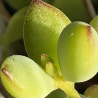 ペンデンス,熊童子,熊童子,ハムシー,ハムシーの画像