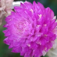 センニチコウ,ピンク,ピンクの花,大好きな花,シルエット❤︎の画像