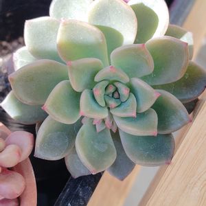 名無し,不明,多肉植物,花芽,初心者の画像