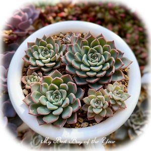 多肉植物,多肉大好き,放置栽培,タニラー,多肉女子の画像