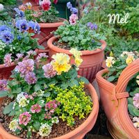 アリッサム,タイム,パンジー,ビオラ,寄せ植えの画像