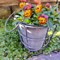 マトリカリア,ビオラ,フランス小菊（マトリカリア）,ビオラ コリーナテラコッタ,ガーデニングの画像