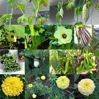 オクラ,ゴーヤ,ナス,マリーゴールド,しろくまゴーヤの画像