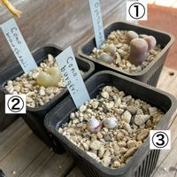 コノフィツム,コノフィツム マウガニー,コノフィツム・ブルゲリ,オフタルモフィル,神奈川県の画像