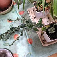 ヒポエステス,リビング・ダイニングの画像