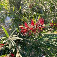 ブラシの木の画像