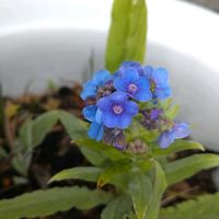 ワスレナグサの画像