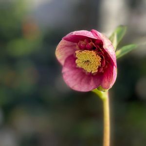 クリスマスローズ,加藤農園 クリスマスローズ,ナチュラルガーデン,ジャンクガーデン,シェードガーデンの画像