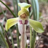 シュンラン,イワタバコ,アオイスミレ,レンプクソウ,ハナネコノメの画像