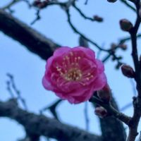 ウメ,サトイモ,紅梅,里芋,きんぴらの画像