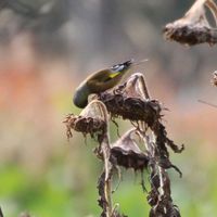 ヒマワリ,カキ,柿,山野草,山歩きの画像