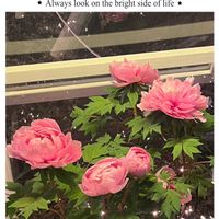 ボタン,牡丹,美しい,華やか,あしかがフラワーパークの画像